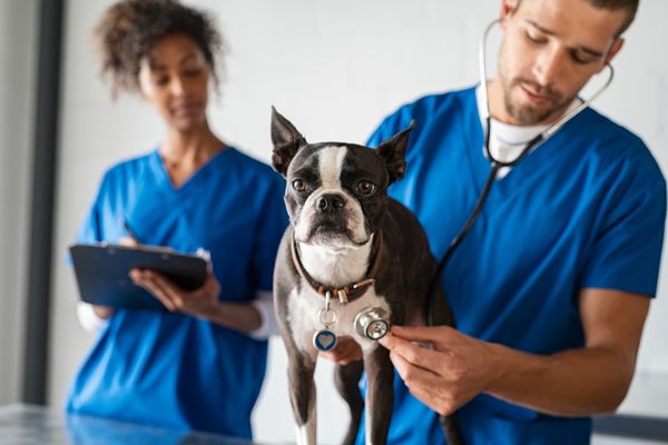 Veterinarians can make their bookkeeping practices more efficient by using Idexx cloud-based software.